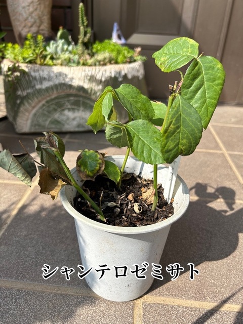 IMG_3556.jpeg