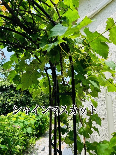 IMG_3557.jpeg