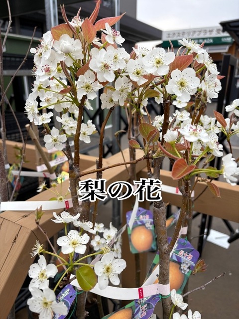 IMG_9589-eb8f6.jpeg