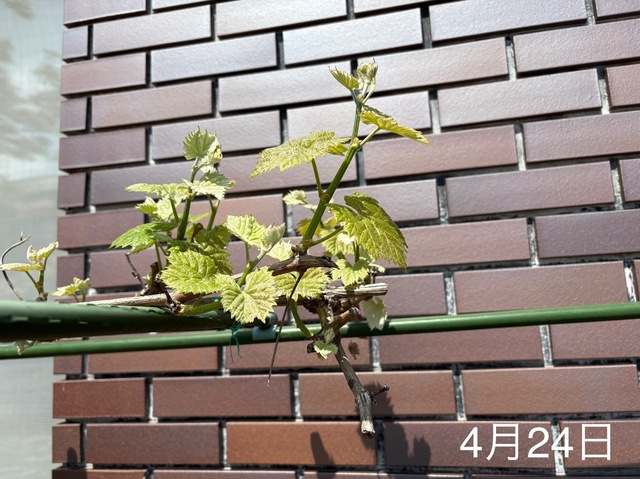 IMG_9805.jpeg